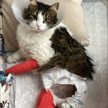 Petmarin Veteriner Kliniği Petmarin Veterinerlik Şikayet