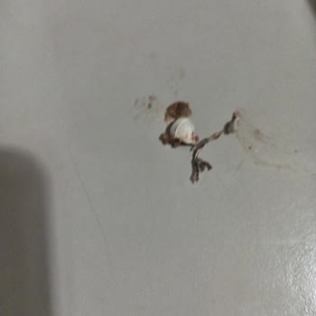 Roma Dondurma Özensiz Dikkatsiz İşletme