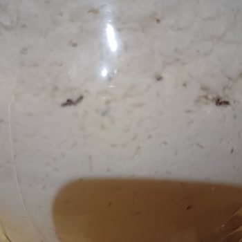 Hekimoğlu Un Böcekli Un Satıyor!