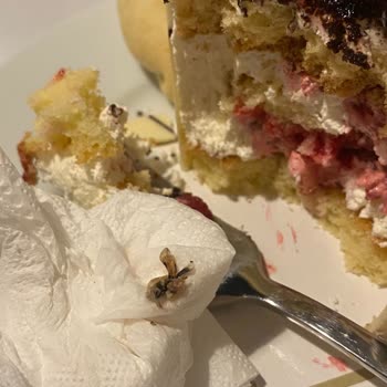 Özsa Pasta Pendik Şeyhli, Mini Pastadan Kanatlı Ve Sert Kabuklu Bir Böcek Çıktı