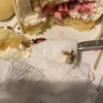 Özsa Pasta Pendik Şeyhli, Mini Pastadan Kanatlı Ve Sert Kabuklu Bir Böcek Çıktı