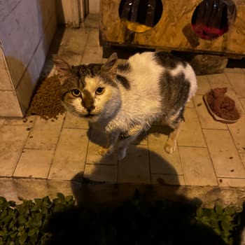 Sarıyer Belediyesi Veteriner Hizmetleri Tedavi Süreci