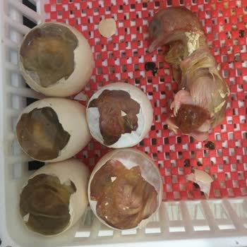 Çimuka Hatalı Makine