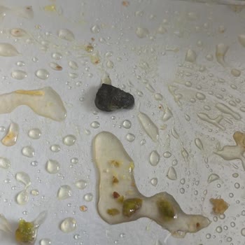 Camuzoğulları Baklavada Taş Şoku!