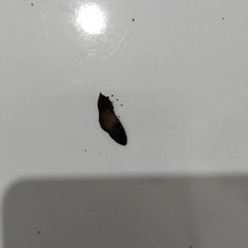 Philip Morris Tütünde Dal Çıktı