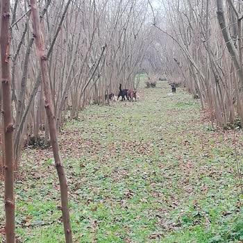 Düzce Belediyesi Sokak Köpeklerini Toplamıyor