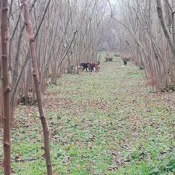 Düzce Belediyesi Sokak Köpeklerini Toplamıyor