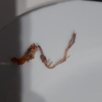 Migros Kapıda Ödeme Ve Bozuk Tavuk Sıkıntısı