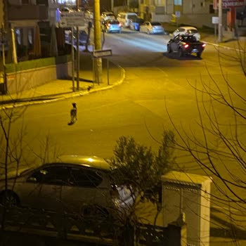 Balıkesir Büyükşehir Belediyesi Sokak Köpekleri Şikayeti