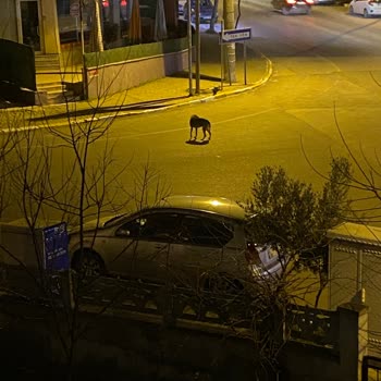 Balıkesir Büyükşehir Belediyesi Sokak Köpekleri Şikayeti