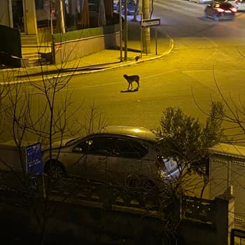 Balıkesir Büyükşehir Belediyesi Sokak Köpekleri Şikayeti