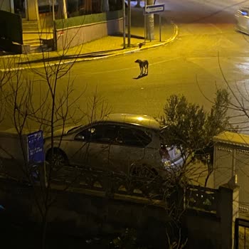 Balıkesir Büyükşehir Belediyesi Sokak Köpekleri Şikayeti