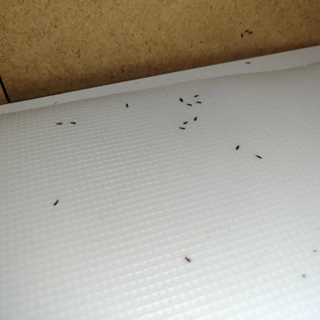 A101 Mutfak Dolabı Böceklendi