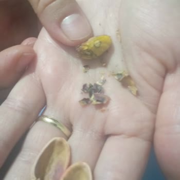 Amigo Şok Markette Satılan Siirt Fıstığı