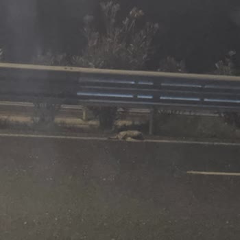 Kuzey Marmara Otoyolu Yol Kenarında Yaralı Hayvan İçin Geciken Müdahale
