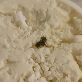 Getir Büyük Mandıradan Marka Peynirden Çıkan Kıl Ve Yeşil Madde