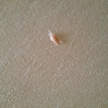 Aytaç Salamın İçinde Sert Ve Tüy Gibi Şeylerin Bulunması