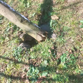 Türk Telekom Fındık Dallarında Hasar