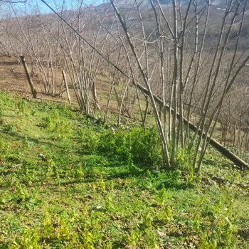 Türk Telekom Fındık Dallarında Hasar