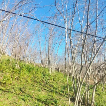 Türk Telekom Fındık Dallarında Hasar