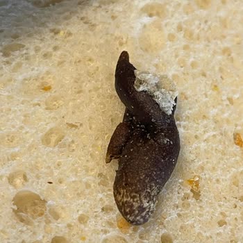 Uno Ekmek Otantik Tava Ekmeği