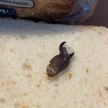 Uno Ekmek Otantik Tava Ekmeği