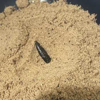 Shazel Ürünün İçinden Hamam Böceği Kabuğu Çıktı