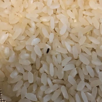 Damla Bakliyat Pirinç Paketinde Beklenmedik Misafir