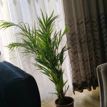 Göründüğü Gibi Olamayan Areka Bitkisi