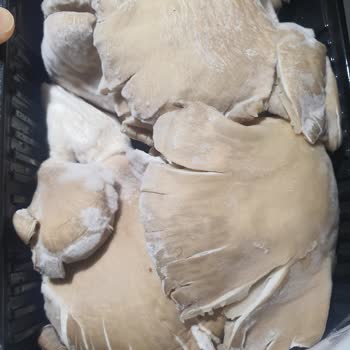 Migros Sanal Marketten Gelen Küflü Mantar Şikayeti