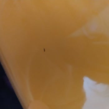 Fantanın İçindeki Cisim