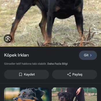 Esenyurt Belediyesi Sokak Köpekleri Şikayeti