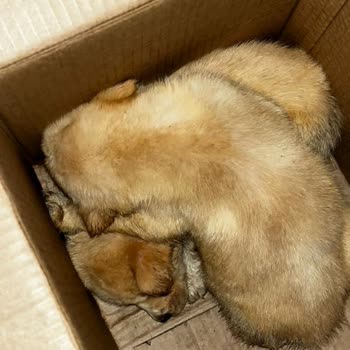 İBB - İstanbul Büyükşehir Belediyesi Tepeören Sahipsiz Hayvan Barınağı İlgisizliği Ve Acımasızlığı