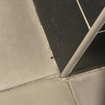 Namık Kemal Üniversitesi Hastanesi Üniversite Hastanesinde Böcek Sorunu Ve Çözüm Talebi