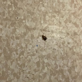 Namık Kemal Üniversitesi Hastanesi Üniversite Hastanesinde Böcek Sorunu Ve Çözüm Talebi