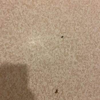 Namık Kemal Üniversitesi Hastanesi Üniversite Hastanesinde Böcek Sorunu Ve Çözüm Talebi