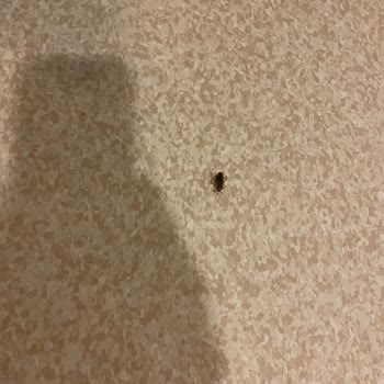 Namık Kemal Üniversitesi Hastanesi Üniversite Hastanesinde Böcek Sorunu Ve Çözüm Talebi