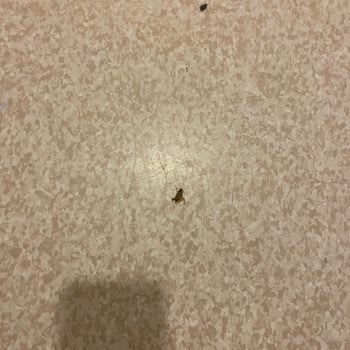 Namık Kemal Üniversitesi Hastanesi Üniversite Hastanesinde Böcek Sorunu Ve Çözüm Talebi