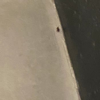 Namık Kemal Üniversitesi Hastanesi Üniversite Hastanesinde Böcek Sorunu Ve Çözüm Talebi