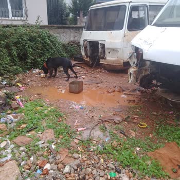 Haydi (Hayvan Durum İzleme) Haydi Uygulaması Şikayet