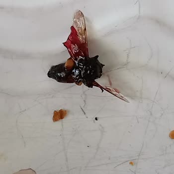 BİM Marketten Alınan Şekersiz Reçelde Böcek Bulundu