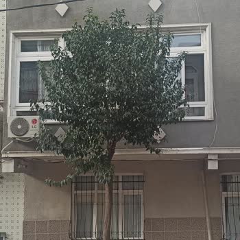 Bağcılar Belediyesi Kapı Önündeki Ağaç