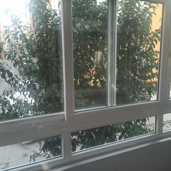 Bağcılar Belediyesi Kapı Önündeki Ağaç