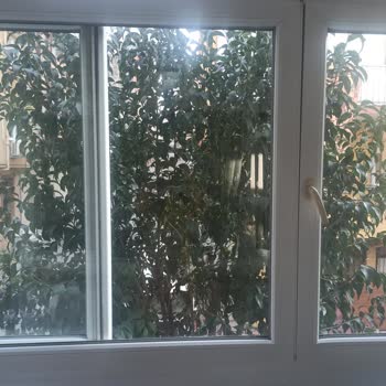 Bağcılar Belediyesi Kapı Önündeki Ağaç