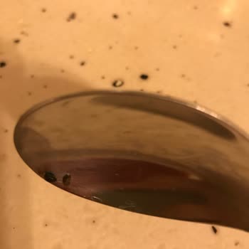 Hasata Yeşil Mercimekten Siyah Böcekler Çıktı