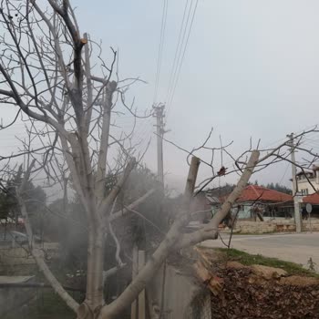 ADM Elektrik Dağıtım Elektrik Şirketi Ağaç Katliamı Yapıyor