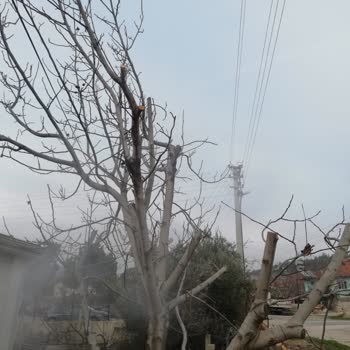 ADM Elektrik Dağıtım Elektrik Şirketi Ağaç Katliamı Yapıyor