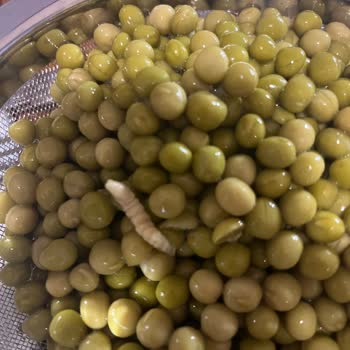 Tamek Konserve Bezelye Ürününde Beklenmedik Misafir
