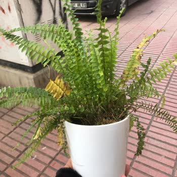 Çiçek Sepeti Hayal Kırıklığı