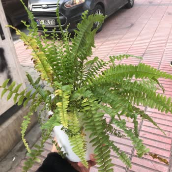 Çiçek Sepeti Hayal Kırıklığı